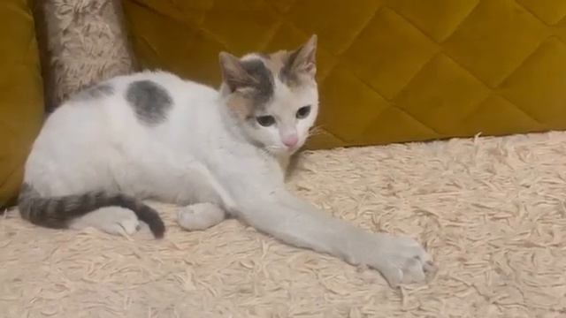 Краснодар.Мышка в поисках дома🆘️ 8988 954 24 43