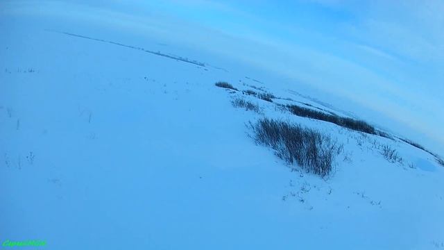 Охота на лис: сладкая парочка.