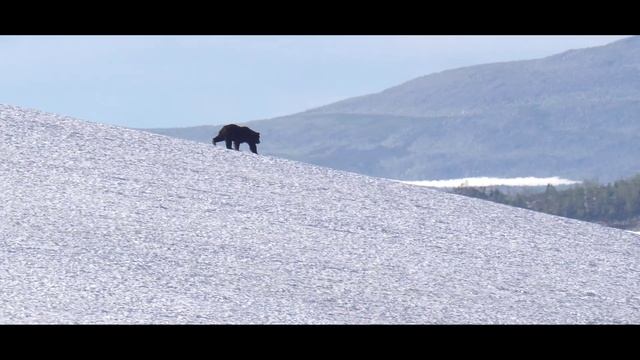 Красавец пестрых гор - сибирский северный олень