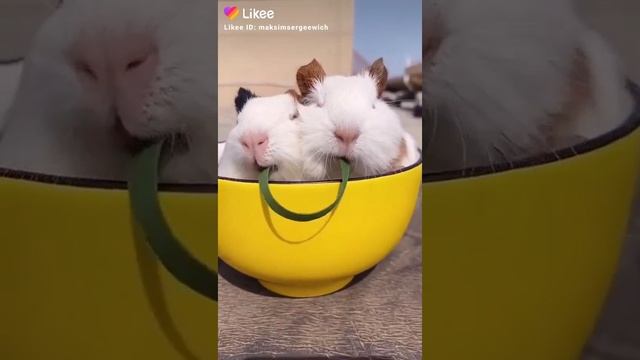 две мышки хрюшки и одна травинка