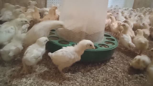 Расширяем помещение для цыплят часть 2