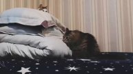 Котик охраняет подушки