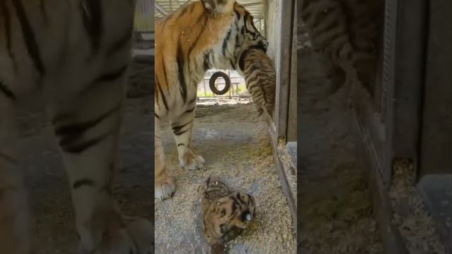 В зоопарке Барнаула в один день родились восемь тигрят