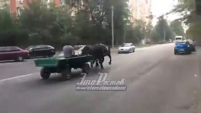 Ерёменко, двойка лошадей   31 08 18   Это Ростов на Дону