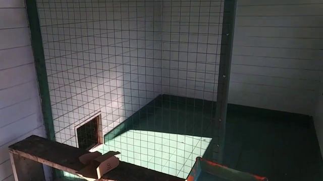 Курятник из термобруса -часть 2.