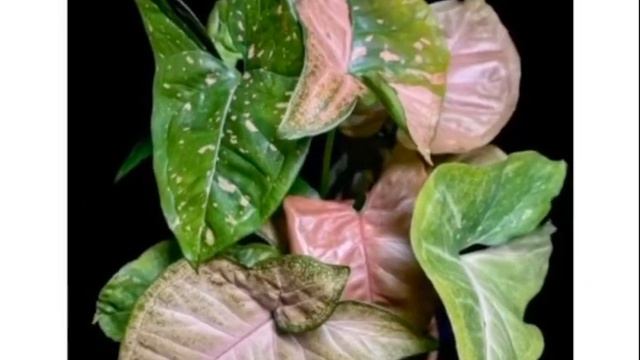 SYNGONIUM PLANTS and Their Names