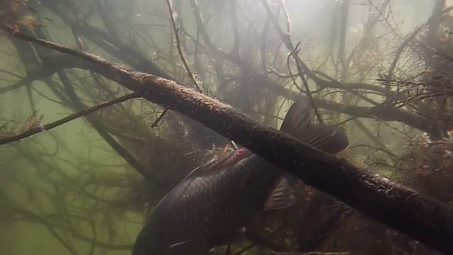 GOPR0 караси в Павловском Посаде съёмка под водой июнь 14г.