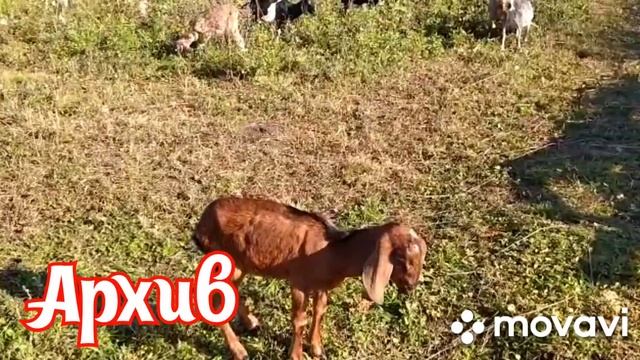 Кокцидиоз у козлят.