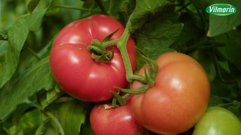 Розовый томат для супермаркетов: жаростойкость и транспортабельность