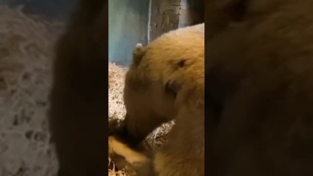 Диксон облюбовал себе снежное место. После ужина мишку клонит в дремоту.