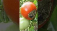 Вся правда о том чем правил защитить томаты от фитофторы урожай помидоров в 12-14 кг с каждого куста