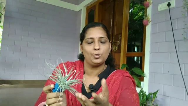 Air plants cotton candy / Explained in Malayalm#cottoncandy #Airplant