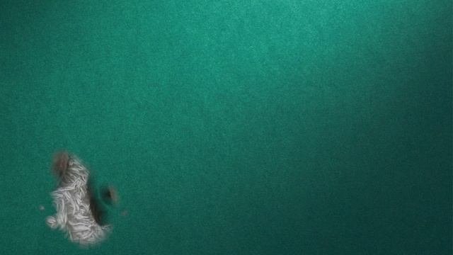 Котосессия