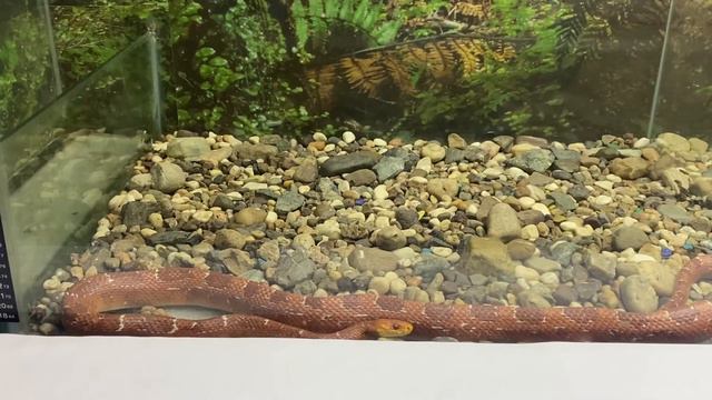 ЭКСКУРСИЯ В МИРЕ ЖИВОТНЫХ🐹 🐹 Подарили зоопарку новых питомцев