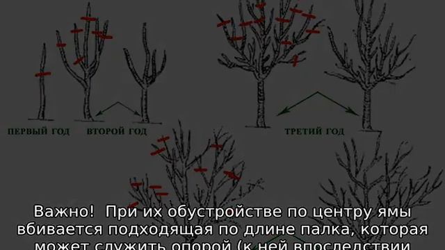 Слива Яхонтовая