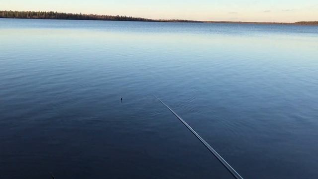 ЗАКРЫТИЕ СЕЗОНА ЖИДКОЙ ВОДЫ.ЛОВЛЯ ЕЛЬЦА НА МАХОВОЕ УДИЛИЩЕ.