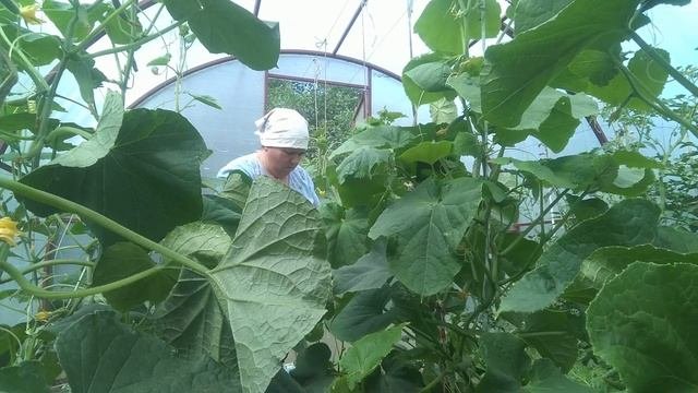 Огородные делаСобираю ягоды.