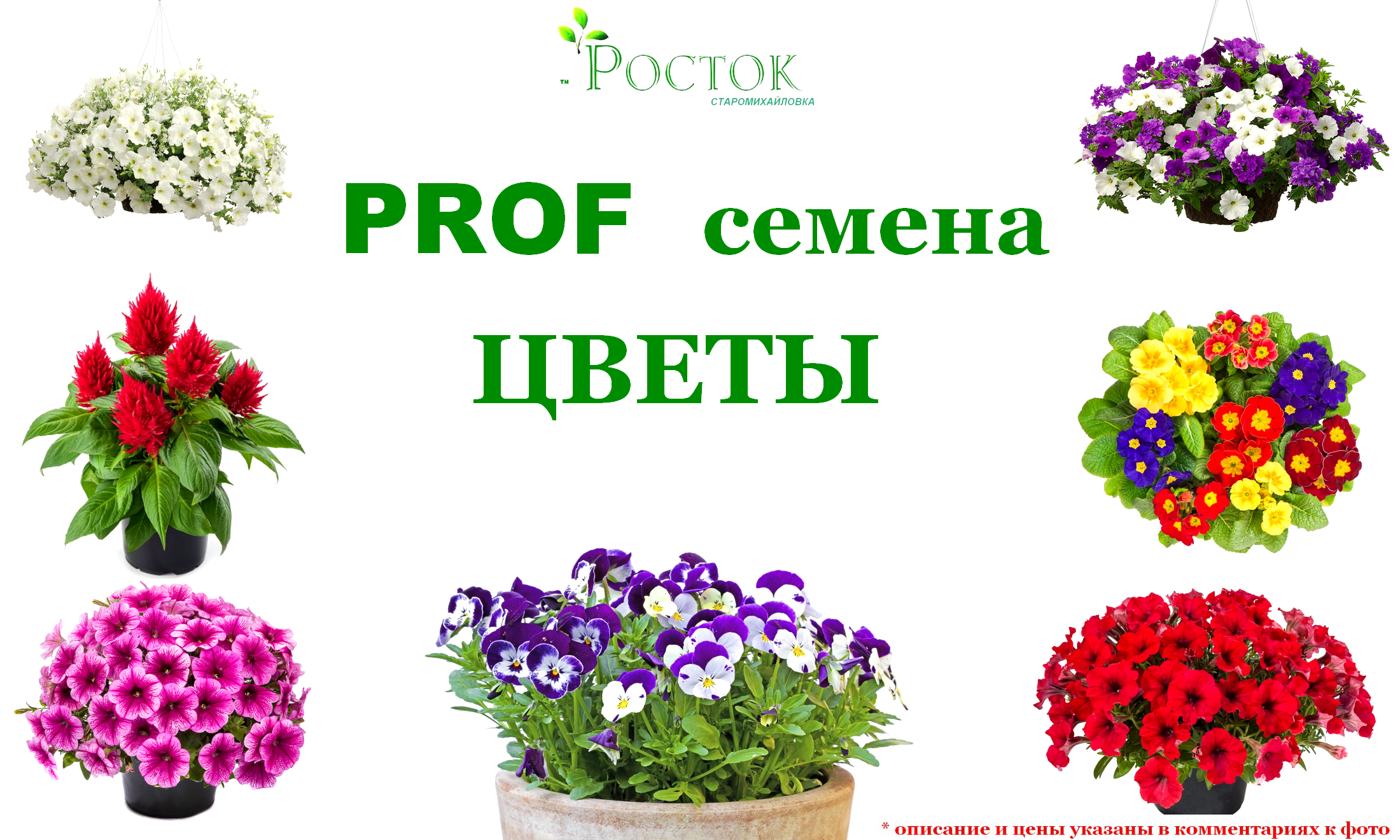 Петуния семена Почтой по России