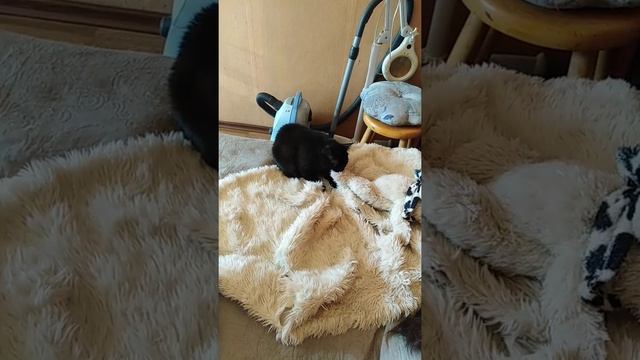 Кошка кусает и делает топташки
