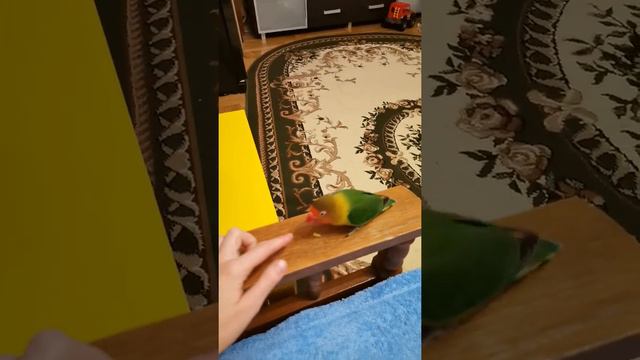 Агрессивный попугай Неразлучник