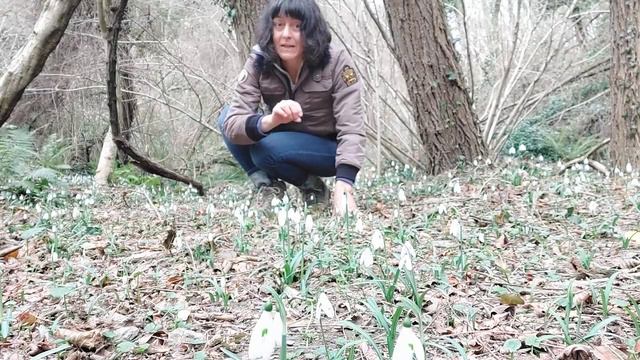 Bucaneve: fiore della luce e della purificazione