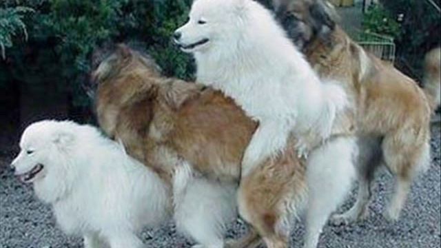 Собака Баскервилей - Аудио прикол