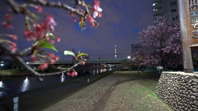 Япония • Сакура ночью в районе Хирай Токио
