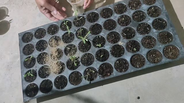 How to seperate germinate seeds