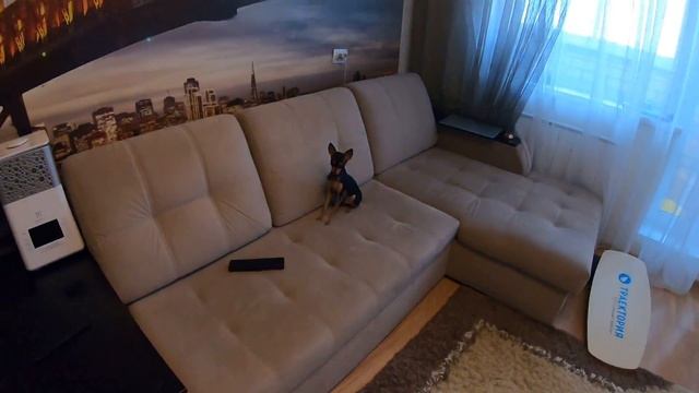 Русский Той Терьер или кошка?!