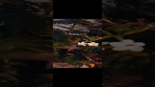 Табачный бражник собирает нектар вечером #насекомые #природа