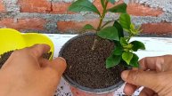 How to Grow Gardenia flower in bananas at home for beginners | Johnson Engleng