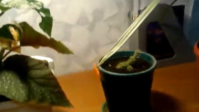 Мои комнатные растения