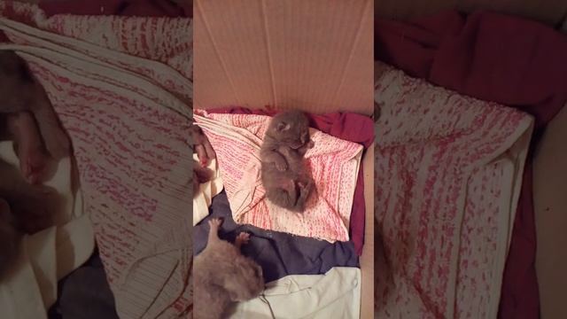 Спящий котёнок дергает ножками