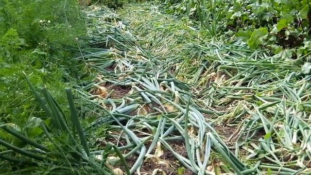 Полезна ли гречиха в качестве сидерата.