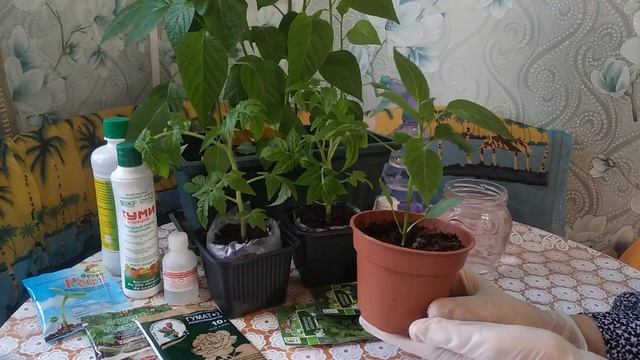 ПЯТНА НА ЛИСТЬЯХ У ТОМАТОВ "МАРГАНЦЕВЫЙ ХЛОРОЗ"
