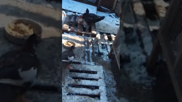 селезни выясняют отношения, пекинский топчет индоутку