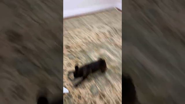 Mrs. Tortellini tail chases her…what?