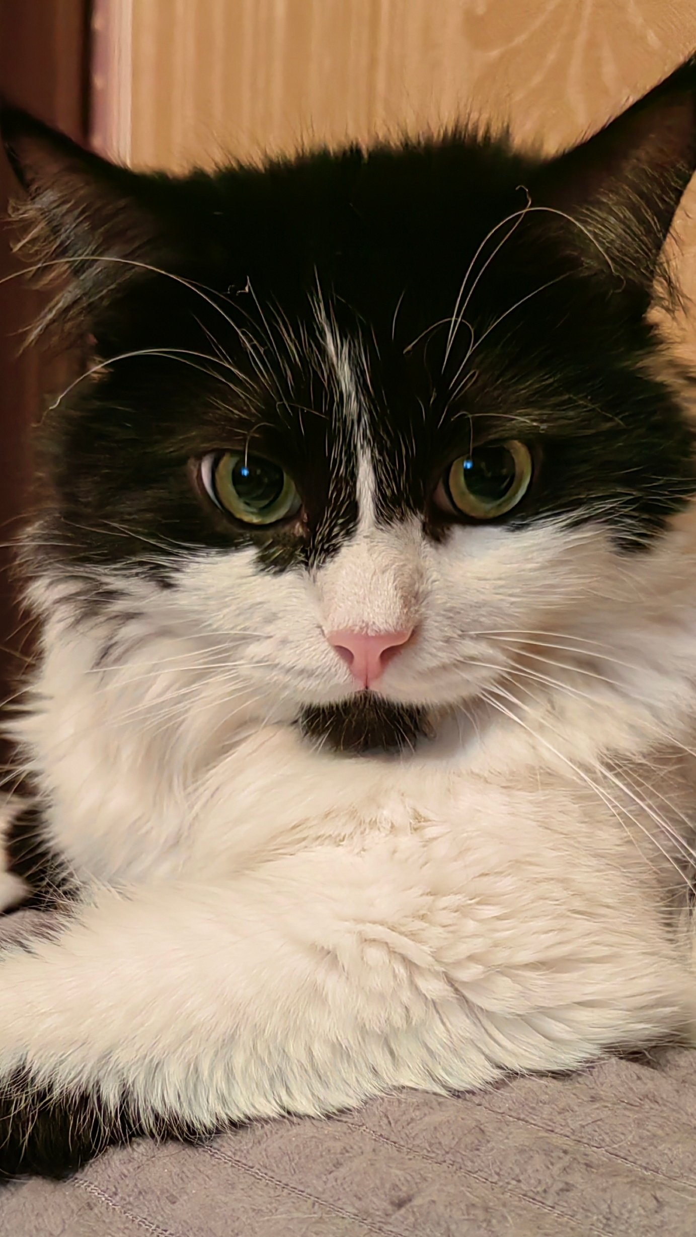 Марсель #котики #питомцы