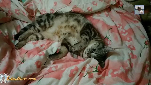 Ленивый кот Артур видео от Petr de Cril'on