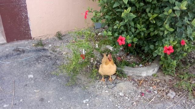 щенята и курица