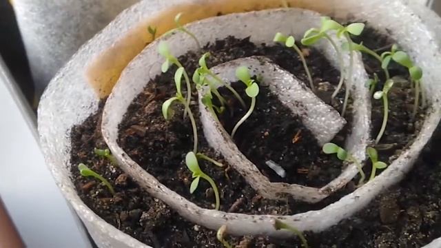 СТИРАЮ ТЮЛЬ И ПОКАЗЫВАЮ СВОЮ РАССАДУ