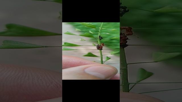 муравьи едят тлю, наблюдение насекомых, в Новгородской области 07-06-2024