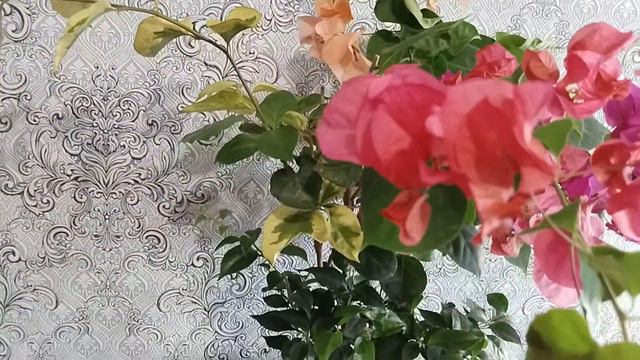 Бугенвиллия привита пятью сортами