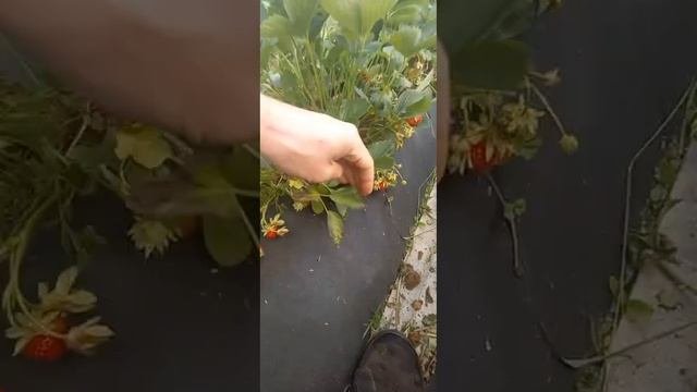 Секреты сбора клубники!