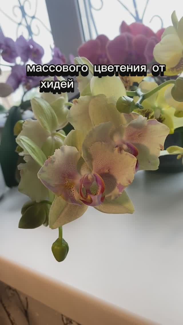 Немножко теории никогда не плохо😉😊😂 #phalenopsis #цветы #stuartiana #orchid #flowers #plants