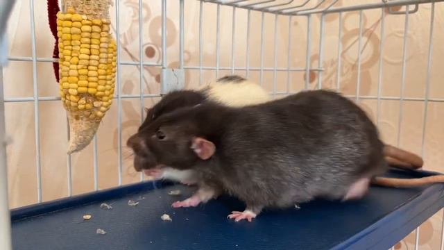 Крысы делят кукурузу  #rat #animal #крысы