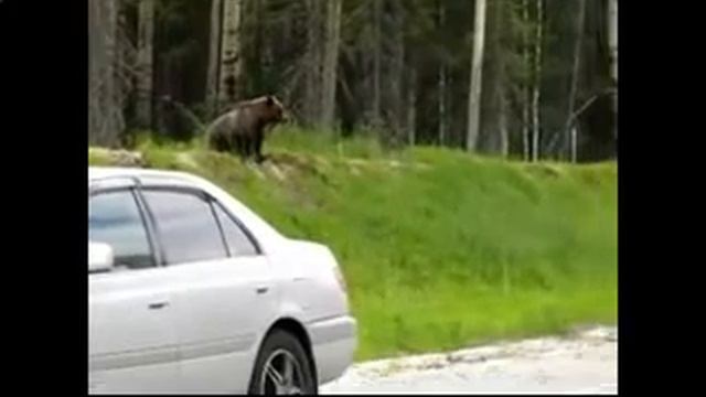 Медведи попрошайничают на трассе!