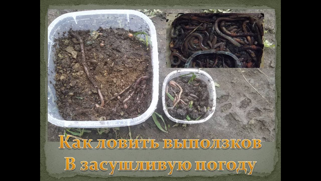 Как ловить выползков, простой действенный способ, за 20 минут больше 100 штук