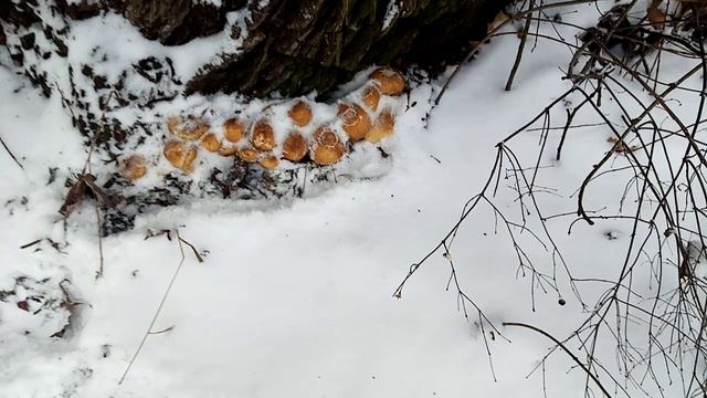 Опята Зимой