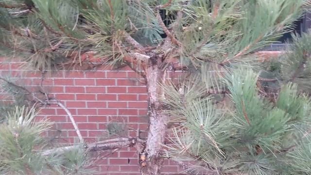 Pinus nigra / Austrian Pine Pom-pom